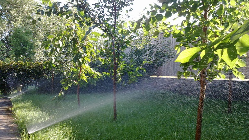 Ein Leitfaden für Anfänger, um einen Pfirsich im Sommer richtig zu gießen