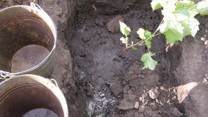 Schritt-für-Schritt-Anleitung zum Pflanzen von Traubensämlingen im Sommer für Winzeranfänger