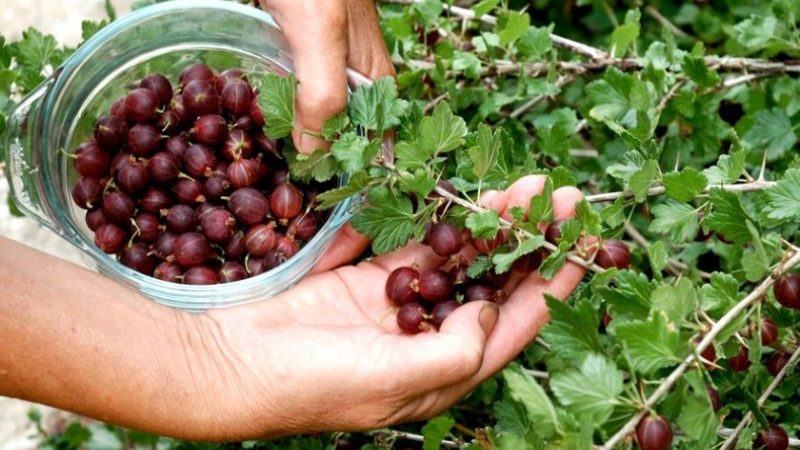 Wenn Stachelbeeren reifen und wie man ihre Reife bestimmt