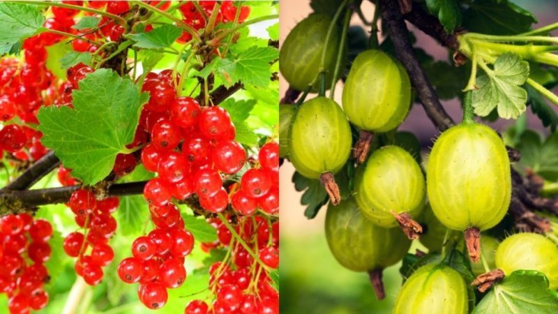 Stachelbeerkompatibilität mit Johannisbeeren und anderen Pflanzen im Garten