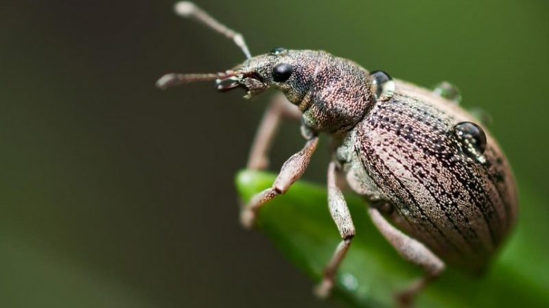 Wie man im Sommer Apfelbäume richtig von Schädlingen besprüht