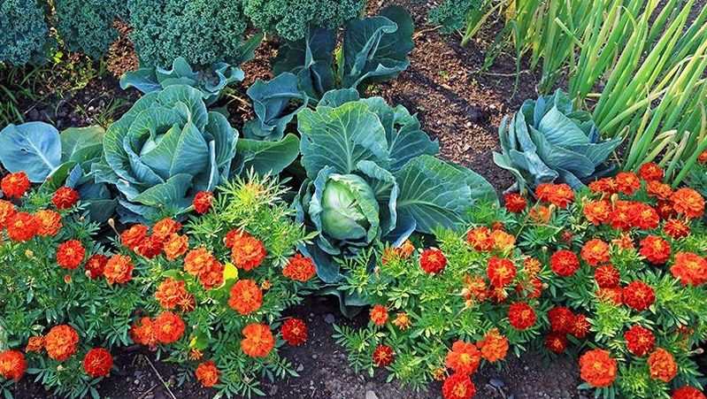 Wie man Kohl aus Raupen und Schnecken verarbeitet: Volksheilmittel