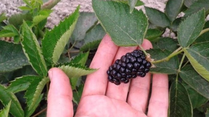 Summer Blackberry Care Guide für eine großartige Ernte