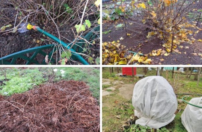 Warum Stachelbeeren keine Beeren haben und wie man sie repariert