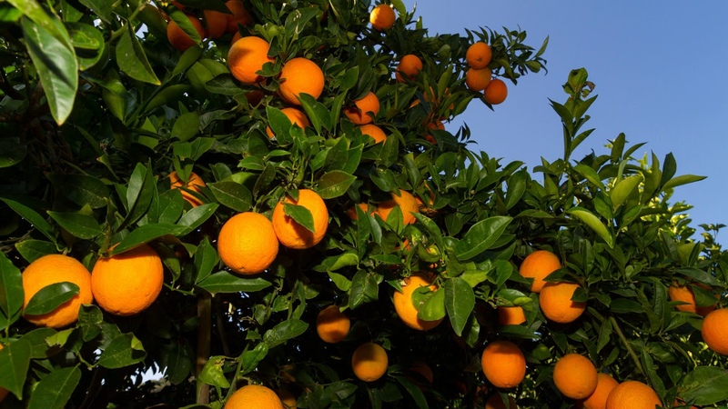 Zitrusernte: Wenn Orangen auf der ganzen Welt reifen