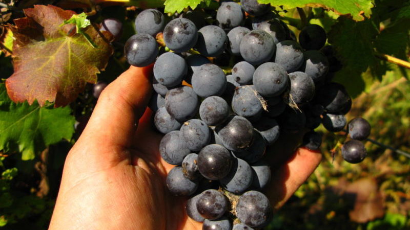 Überblick über die violette frühe Rebsorte und Merkmale ihres Anbaus