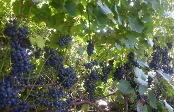 Überblick über die violette frühe Rebsorte und Merkmale ihres Anbaus