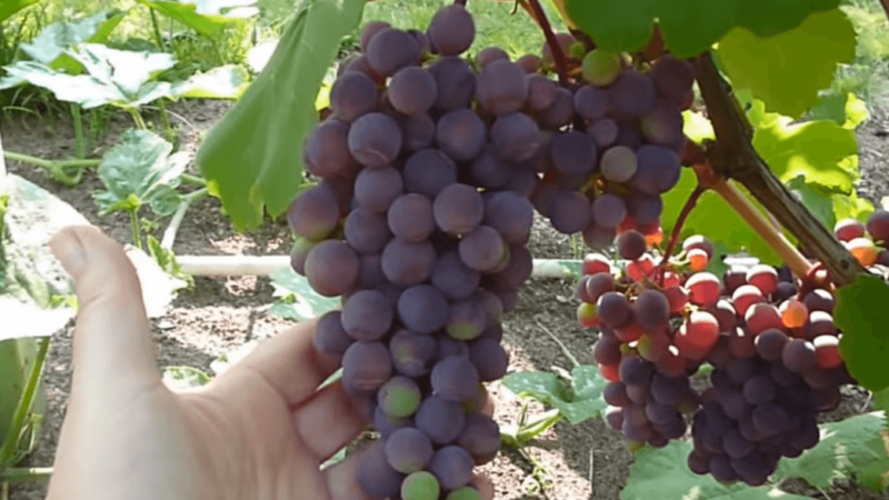 Überblick über die violette frühe Rebsorte und Merkmale ihres Anbaus