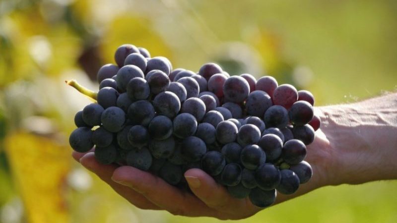 Überblick über die violette frühe Rebsorte und Merkmale ihres Anbaus