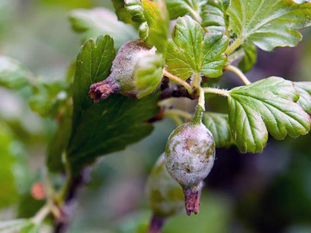 Warum verrotten Stachelbeeren an einem Busch und was tun?