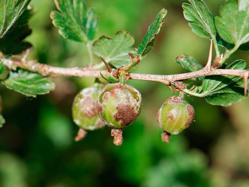 Warum verrotten Stachelbeeren an einem Busch und was tun?