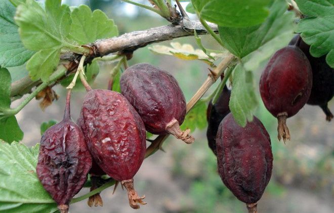 Warum verrotten Stachelbeeren an einem Busch und was tun?