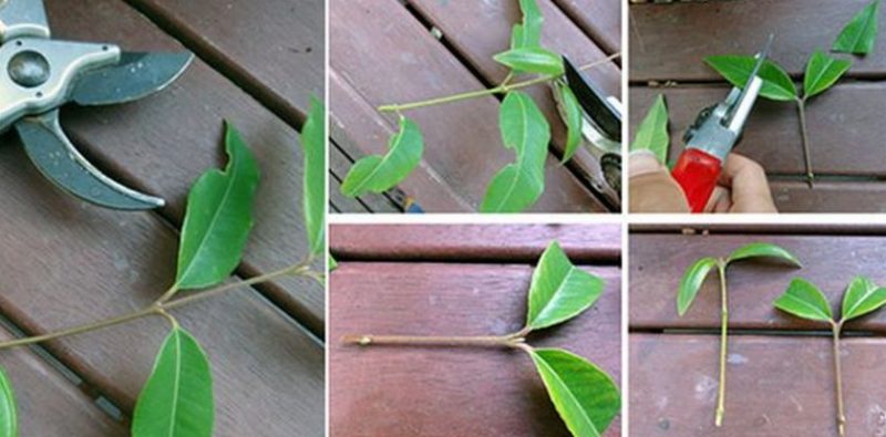 Schritt-für-Schritt-Anleitung zum Pfropfen eines Apfelbaums im Sommer für Anfänger