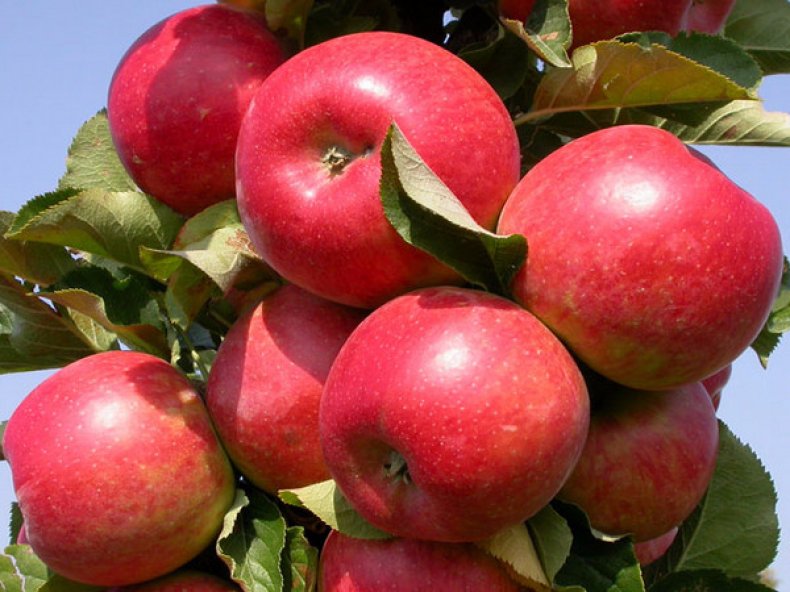 Schritt-für-Schritt-Anleitung zum Pfropfen eines Apfelbaums im Sommer für Anfänger