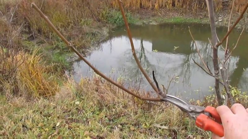 Anleitung für Anfänger: Wie man eine Walnuss im Herbst nach verschiedenen Schemata beschneidet