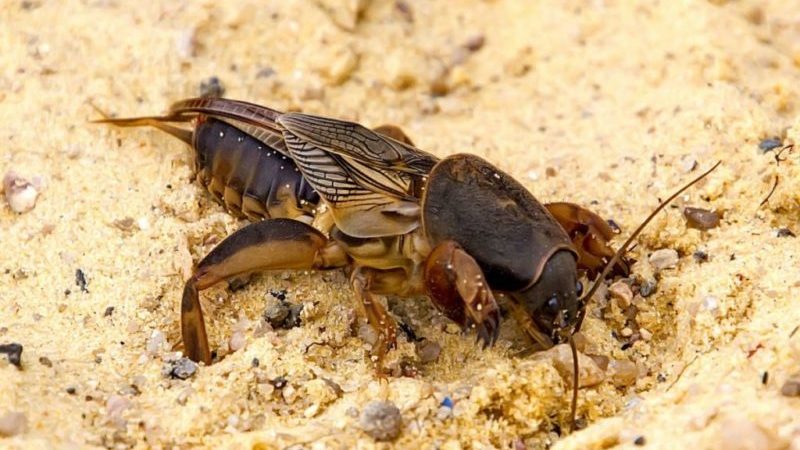 Die besten Möglichkeiten zur Behandlung von Auberginenkrankheiten: Foto und Beschreibung