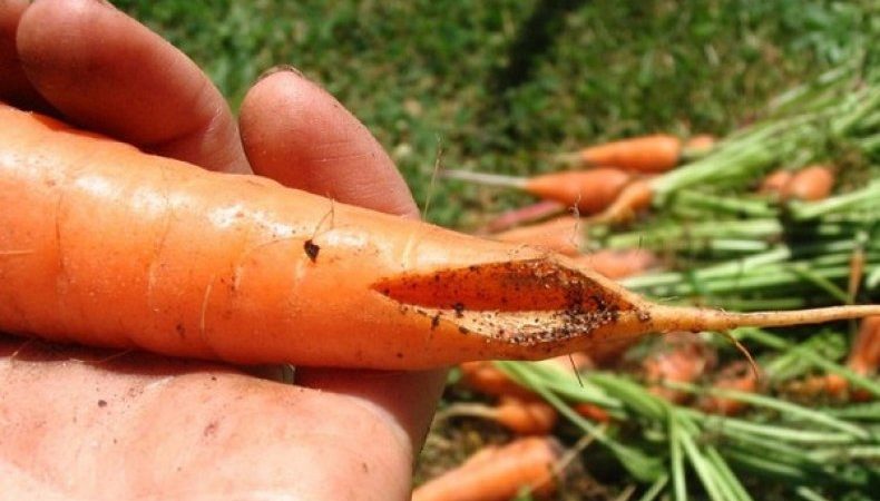 Was tun, wenn Karotten im Garten platzen und knacken und warum dies passiert?